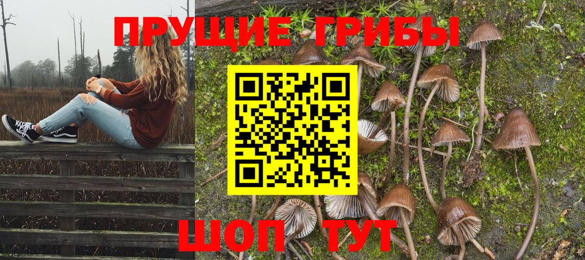 Галлюциногенные грибы Psilocybe  Зеленогорск  Галлюциногенные грибы MAGIC MUSHROOMS 